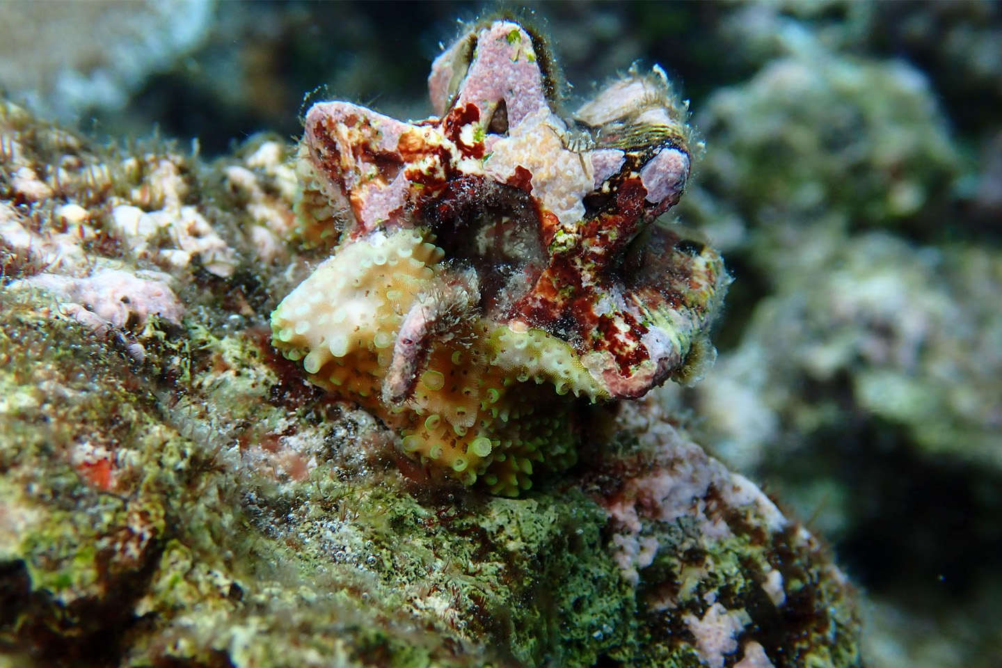 CoralPlugs, architecture for coral restoration project