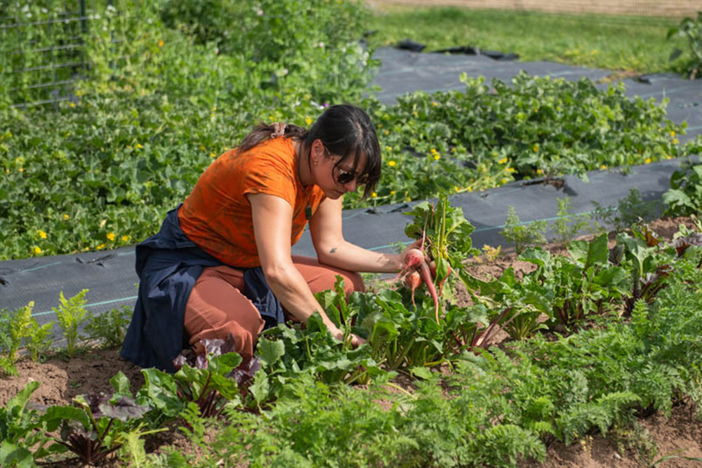 Student picks carrots from a field.