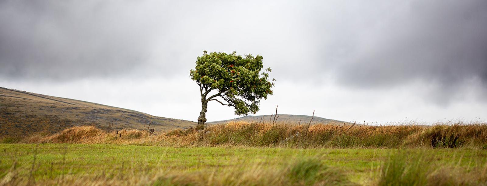 tree in the middle of an open field