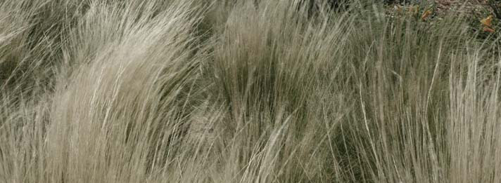 Grasses blowing in the wind